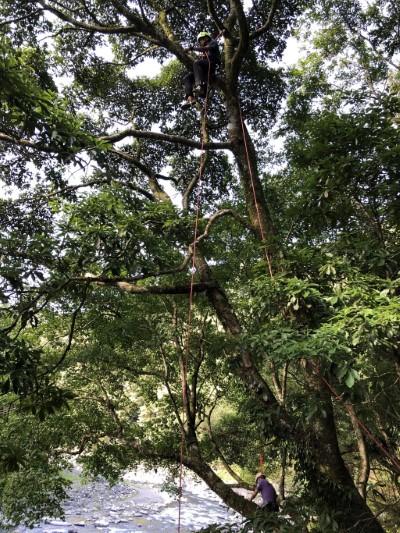 透過攀樹專家指引，靠著核心直上直下，繞過大樹枝幹跨坐而上，將櫻石斛植株穩固栽植在枝幹上。(林業保育署新竹分署 提供)
